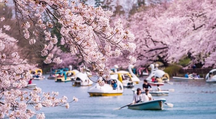 lễ hội hoa anh đào hanami