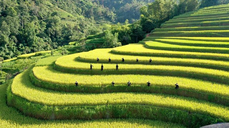 Ruộng bậc thang Bản Phùng