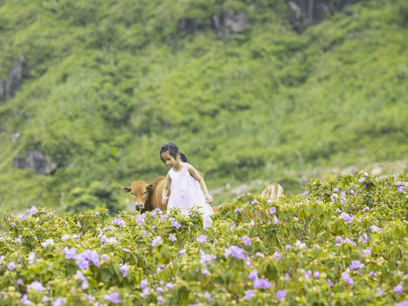 hoa mua bình liêu