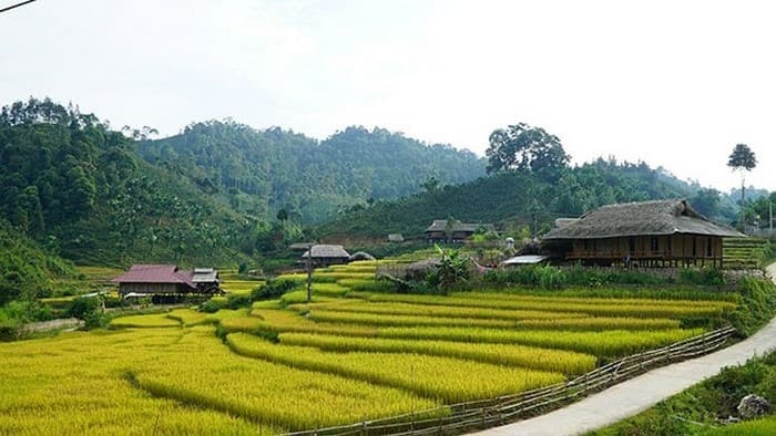 Lúa Bản Liền tháng 9 đã bắt đầu chín vàng