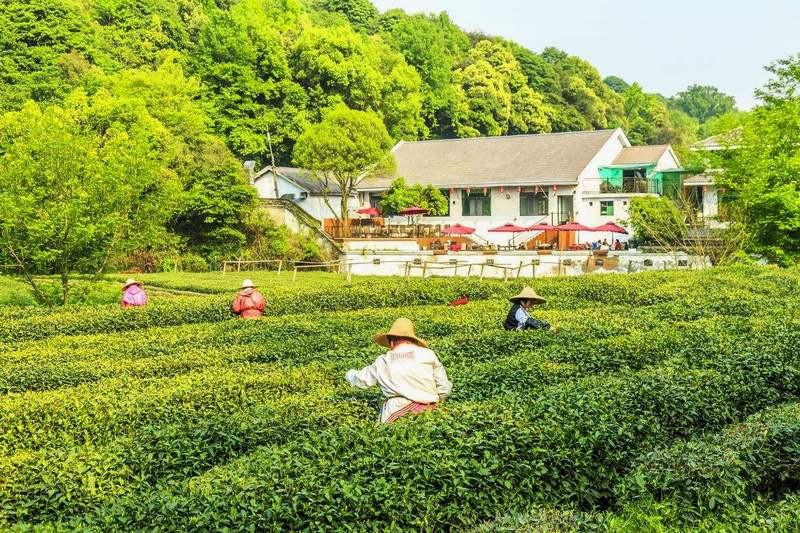 làng trà long tỉnh hàng châu