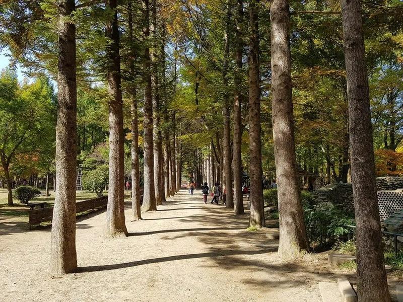 Tham quan Central Korean Pine Tree Lane