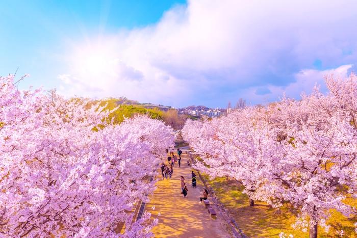 Tất tần tật thông tin về mùa hoa anh đào Hàn Quốc: Lễ hội, kinh nghiệm, địa điểm hấp dẫn