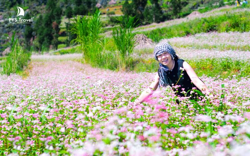 hoa tam giác mạch hà giang