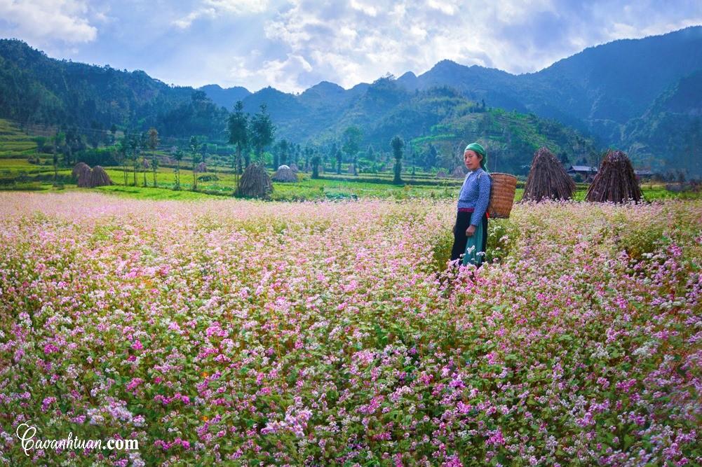 Tam giác mạch còn là nguồn thức ăn đặc biệt của đồng bào dân tộc Mông