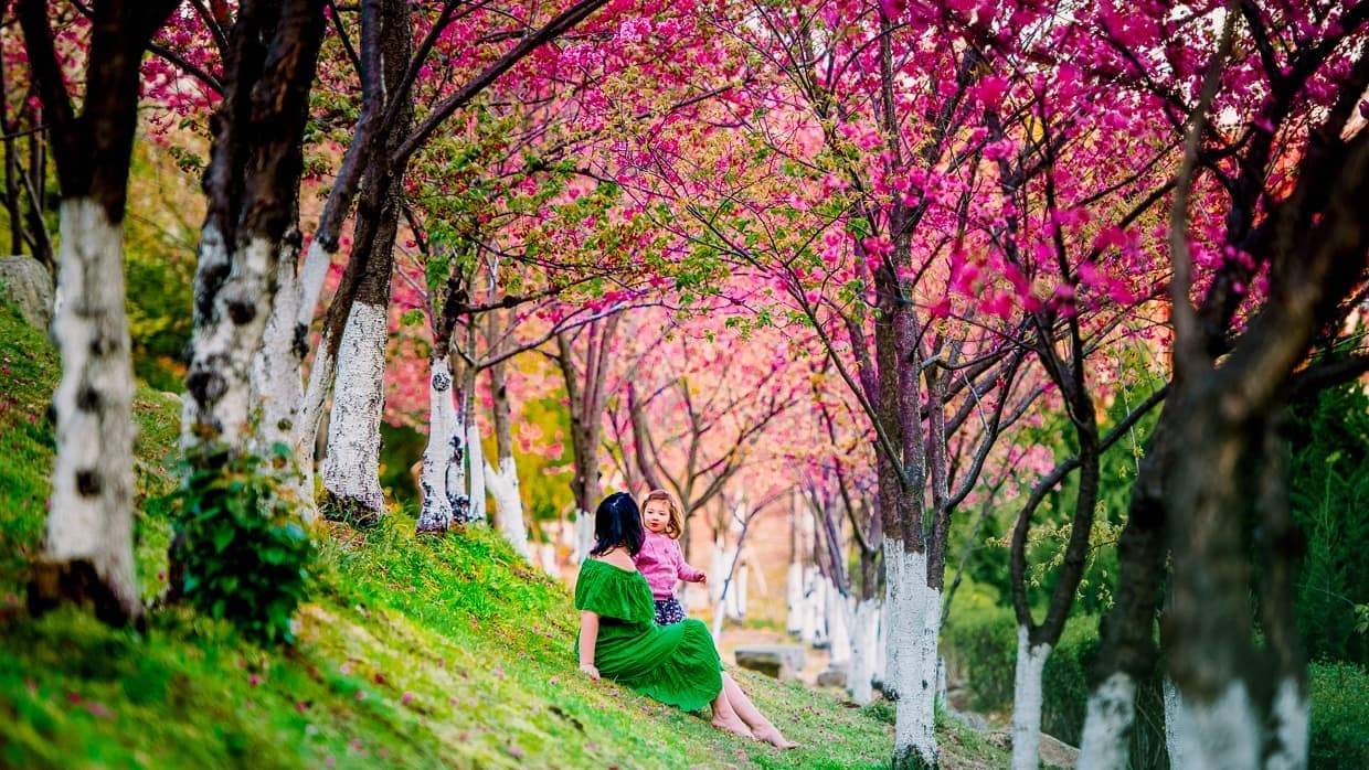 Hoa anh đào Trung Quốc