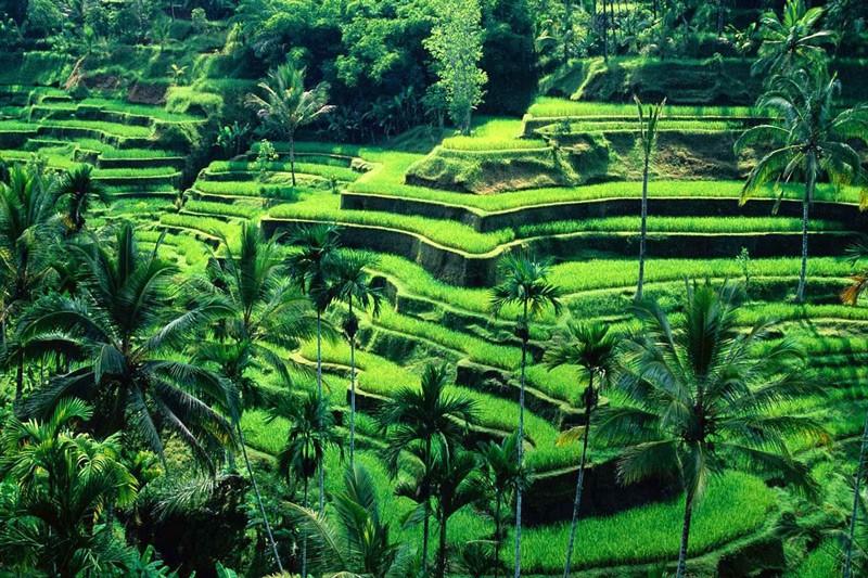 Ruộng bậc thang Tegalalang