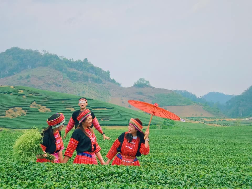 đồi chè mộc châu