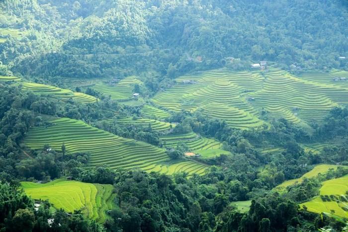 Thông Nguyên Hoàng Su Phì 