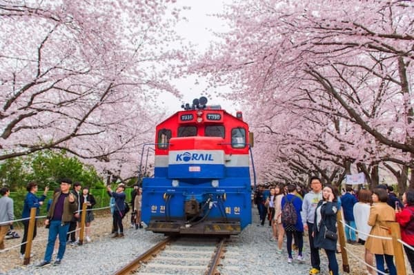 Hoa anh đào Hàn Quốc ở Jinhae