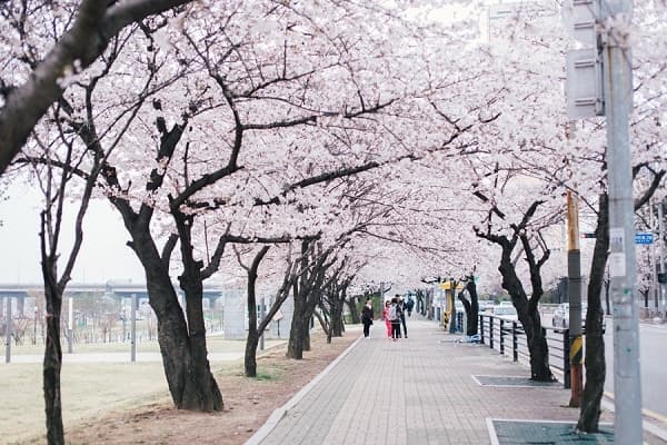 Đảo cát lớn Yeouido, hoa anh đào Seoul Hàn Quốc
