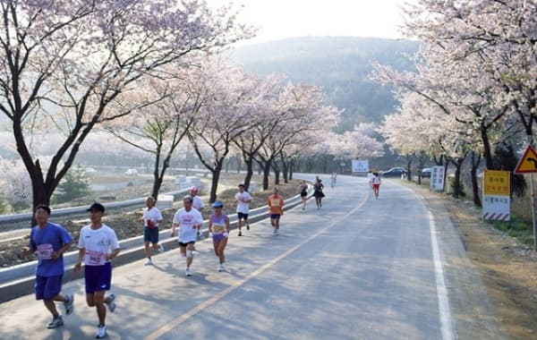 Thành phố ven biển Gyeongju, con đường hoa anh đào Hàn Quốc